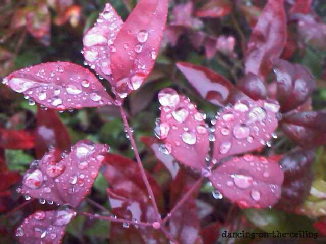 flowers in rain photo: Leaves in the Rain waterdropletsonleaves.jpg