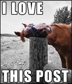 i love this post horse photo: I love this post Ilovethispost.jpg