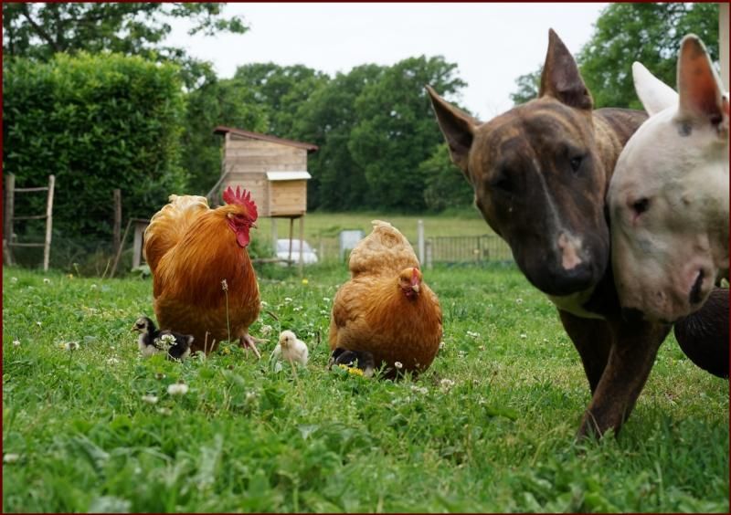 Cohabitation chiens/poules Cohabitation chiens/poules