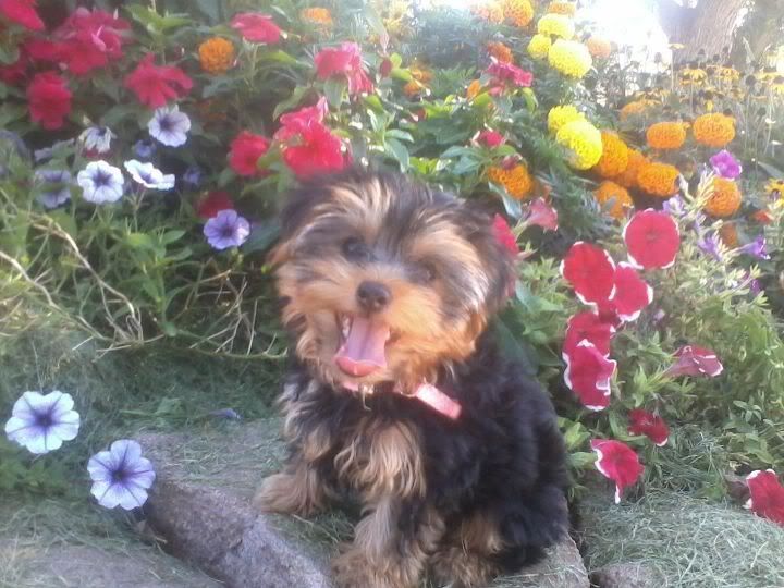 Gracie in flowers