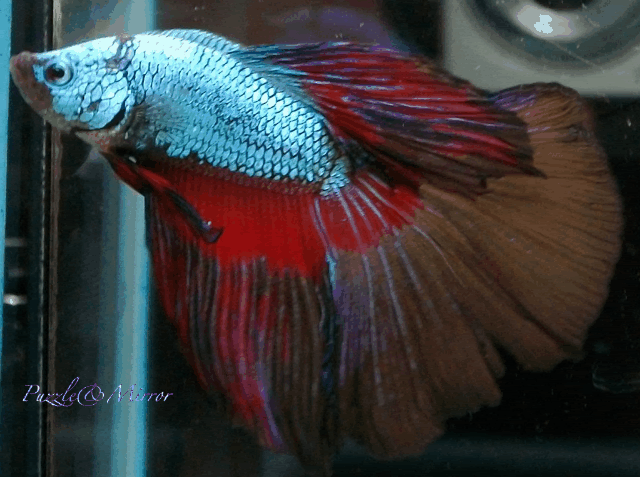 超级三角尾 - 斗鱼图片区 - 老爹孔雀鱼水族宠物交流