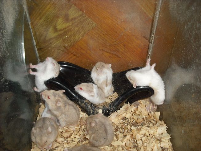 Trại bọ ú: Hamster, bọ ú, guinea pig, thỏ kiểng. Sỉ và lẻ! - 13