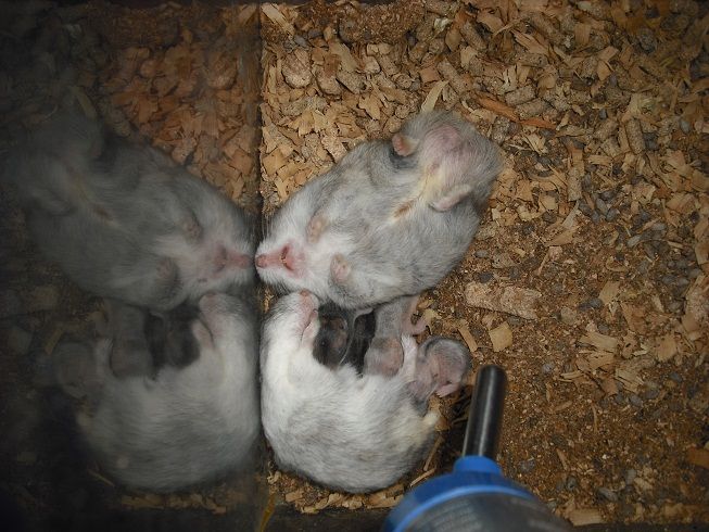 Trại bọ ú: Hamster, bọ ú, guinea pig, thỏ kiểng. Sỉ và lẻ! - 11