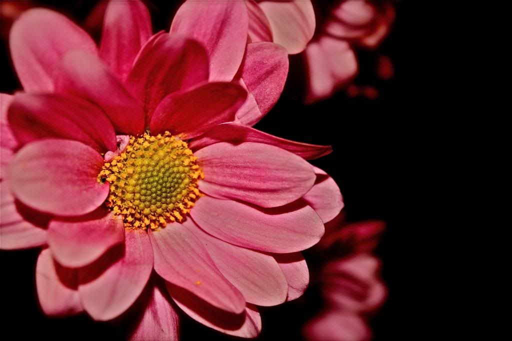 IMAGE: http://i1182.photobucket.com/albums/x446/kieren21zs/IMG_2107_zpsde58a327.jpg