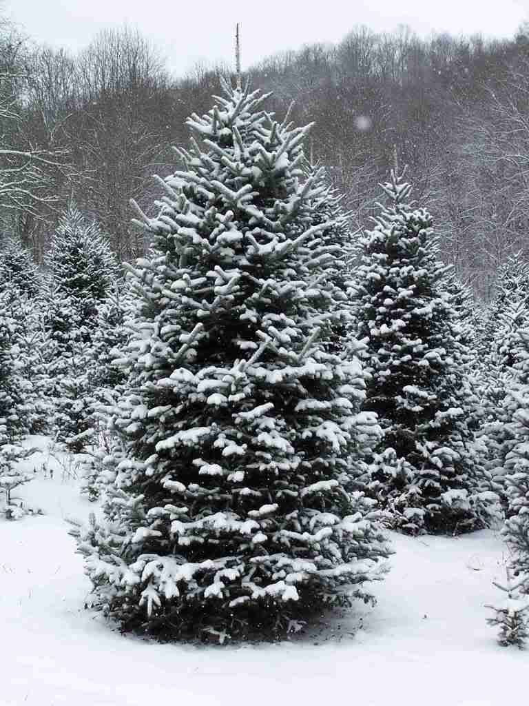 Snow_Fall_At_The_Christmas_Tree_007