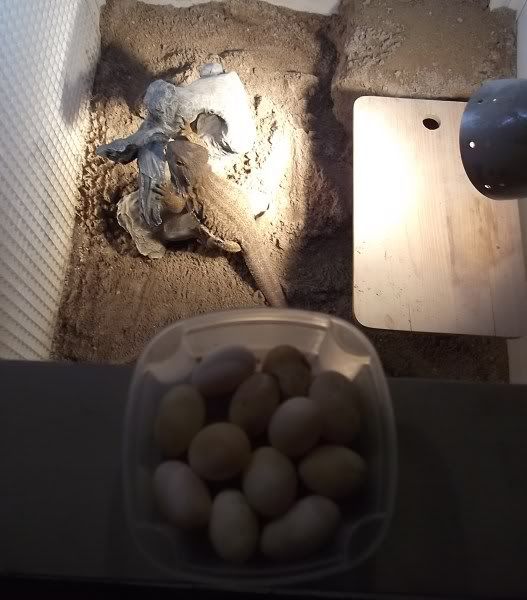 SandyEggs1.jpg