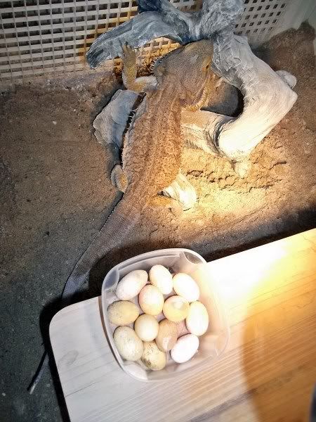 SandyEggs2.jpg