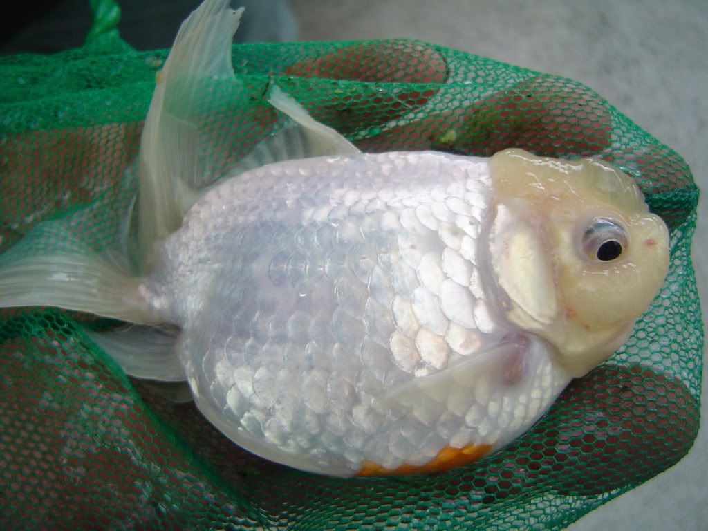 oranda001.jpg