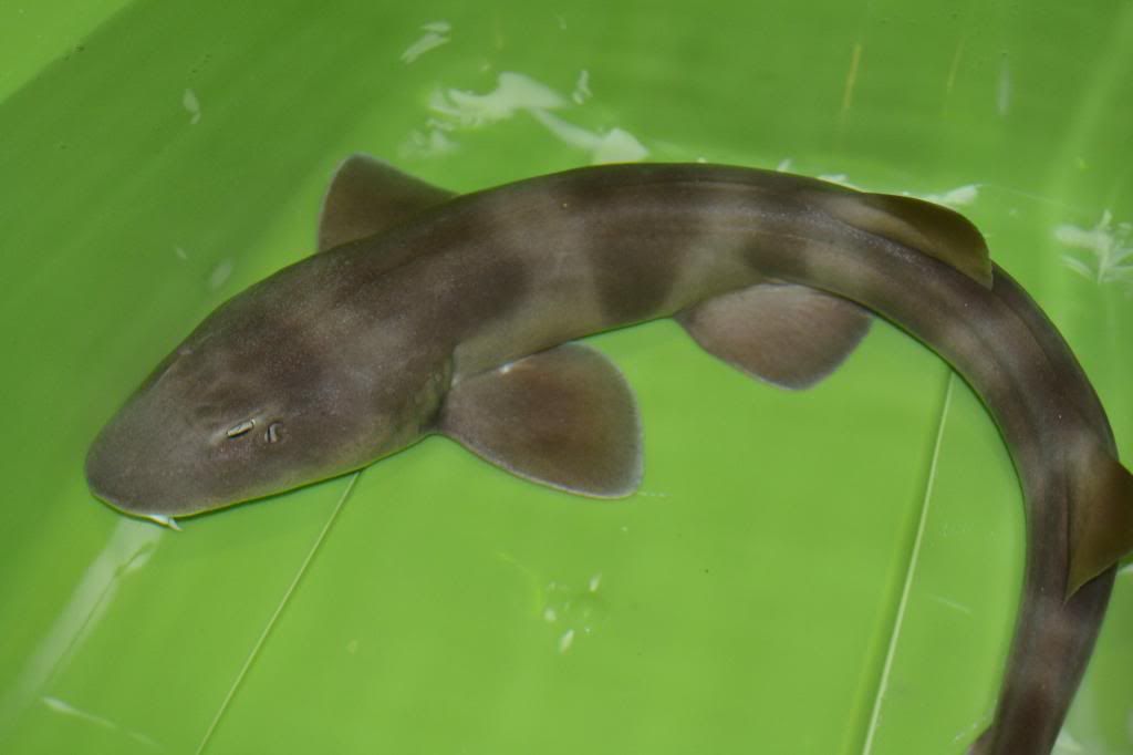 Grey bamboo shark (Chiloscyllium griseum) breeding pics