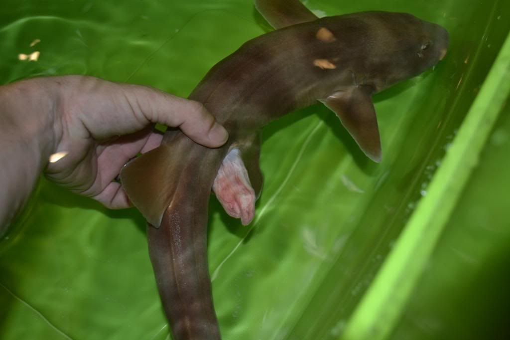 Grey bamboo shark breeding attempt pics Reef Central Online Community