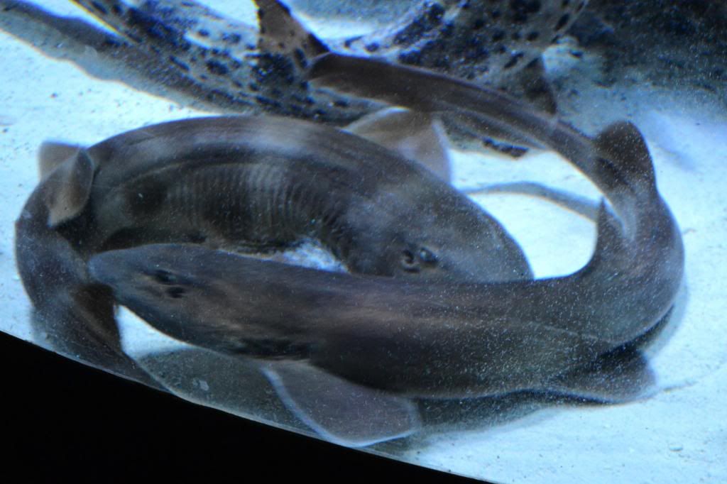 Grey bamboo shark (Chiloscyllium griseum) breeding pics