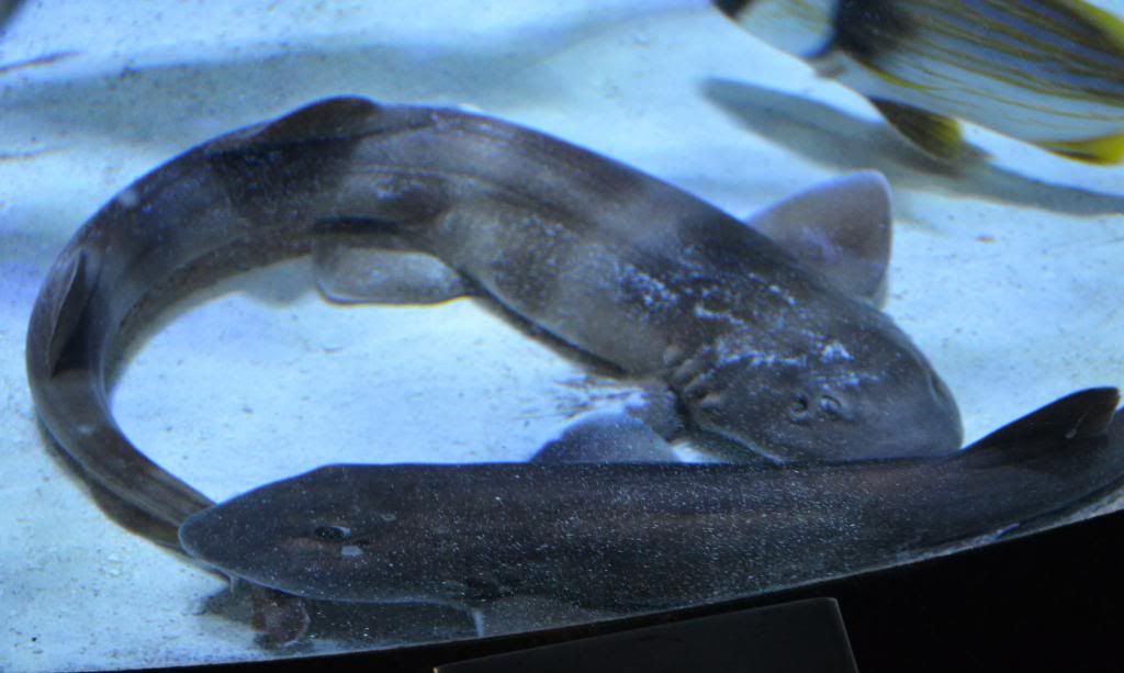 Grey bamboo shark (Chiloscyllium griseum) breeding pics