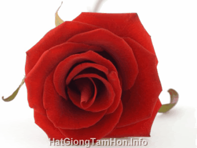 110811rose_eaa6b.gif
