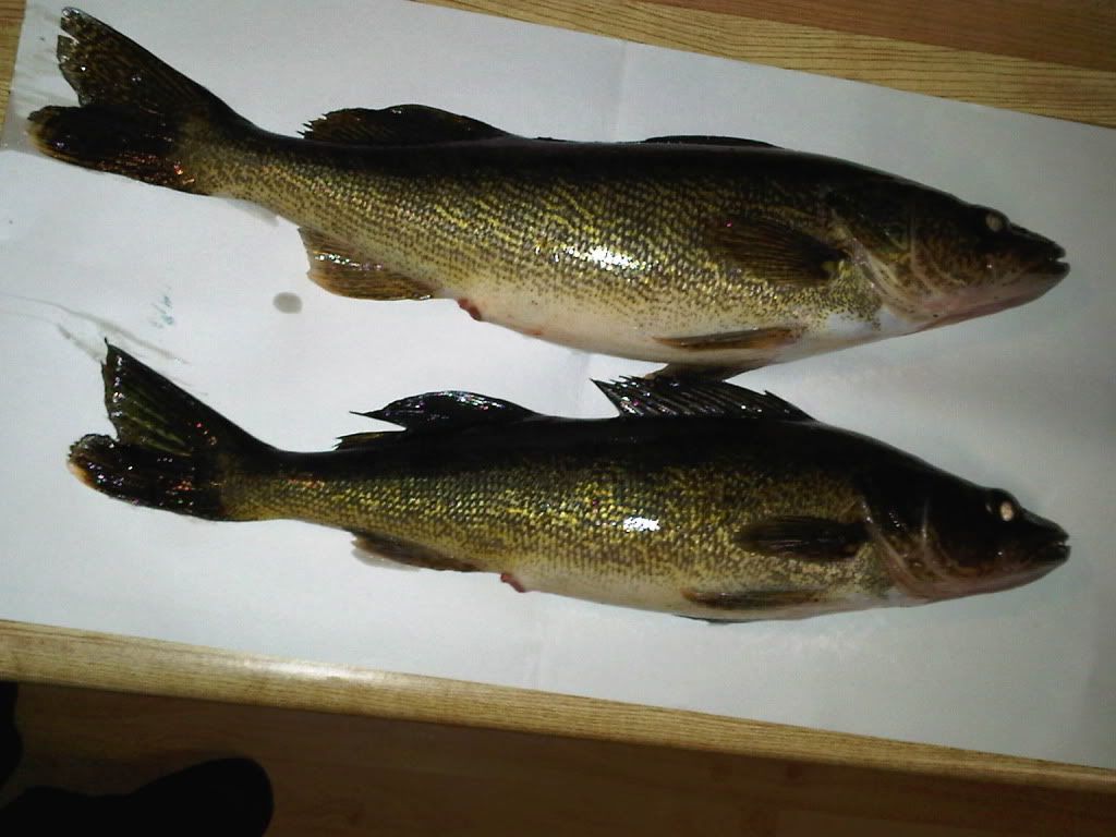 Quinte Fishing View Topic Stoco Lake Report Sunday Jan 9th