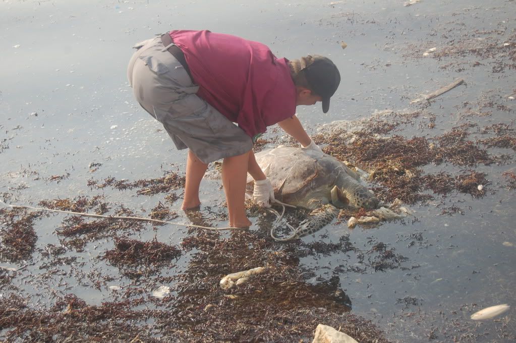 Green Turtle being removed and determined