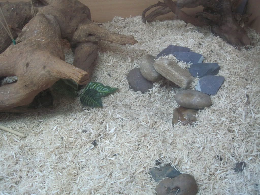 Homemade snake hides!! Reptile Forums