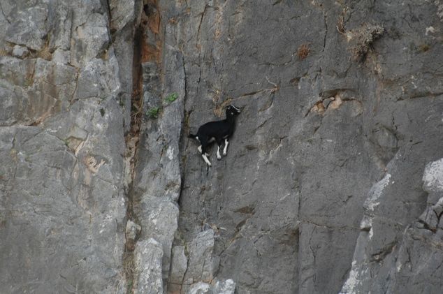 [Imagen: Goats-in-precarious-positions-02.jpg]