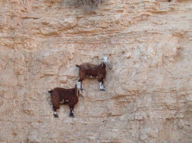 [Imagen: Goats-in-precarious-positions-03-634x475.jpg]