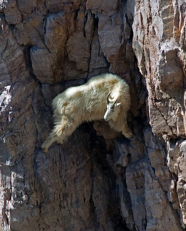 [Imagen: Goats-in-precarious-positions-04.jpg]