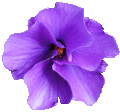  photo PurpleHibiscusflowerclipartlge13cm.gif