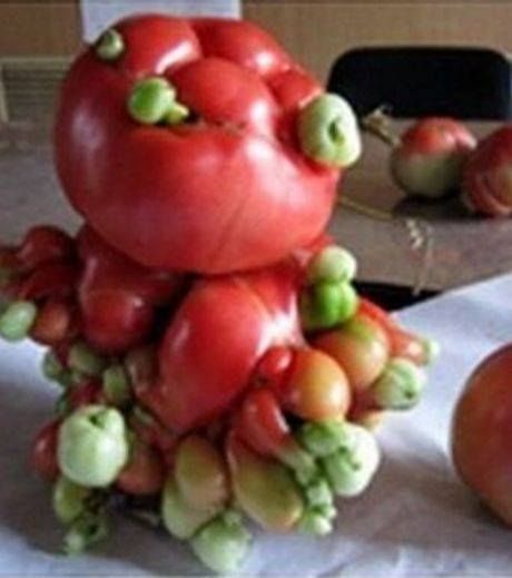 Pomodori a Fukushima