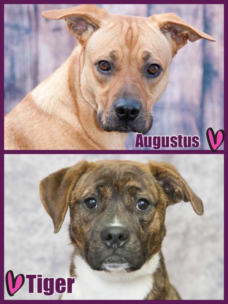 URGENT Foster Or Adoption Dogs Need Rescue