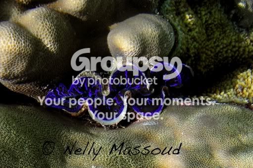 http://i1182.photobucket.com/albums/x449/Miss_Nelly_M/DSC_0340.jpg