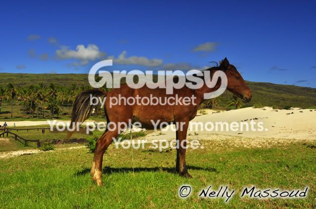 http://i1182.photobucket.com/albums/x449/Miss_Nelly_M/_DSC0013-1.jpg