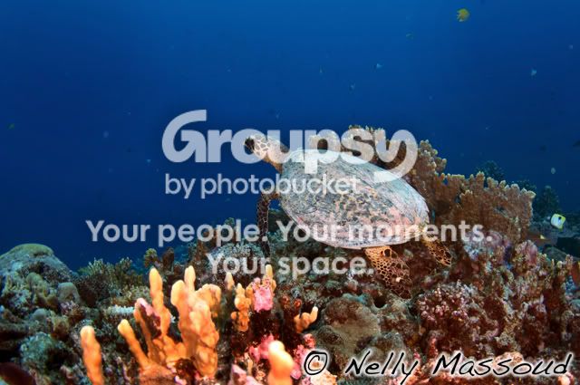 http://i1182.photobucket.com/albums/x449/Miss_Nelly_M/_DSC0030-1.jpg