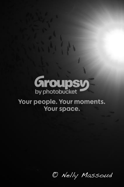 http://i1182.photobucket.com/albums/x449/Miss_Nelly_M/_DSC0105.jpg