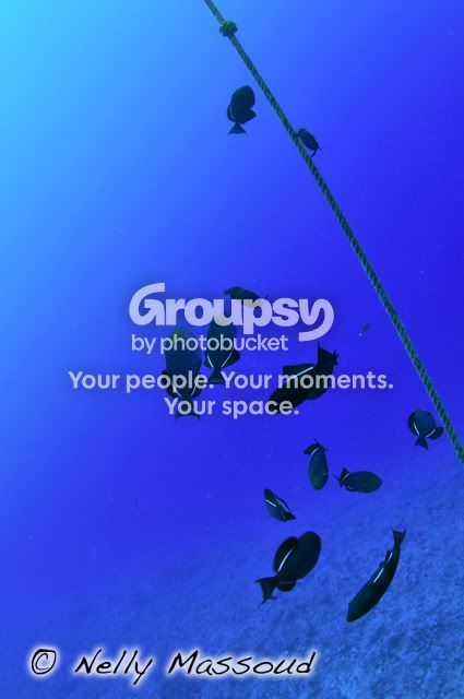 http://i1182.photobucket.com/albums/x449/Miss_Nelly_M/_DSC0109copie.jpg
