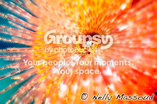 http://i1182.photobucket.com/albums/x449/Miss_Nelly_M/_DSC0126-1.jpg