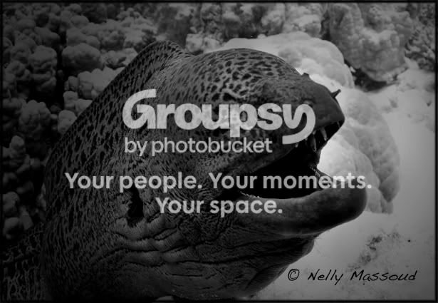http://i1182.photobucket.com/albums/x449/Miss_Nelly_M/_DSC0141.jpg