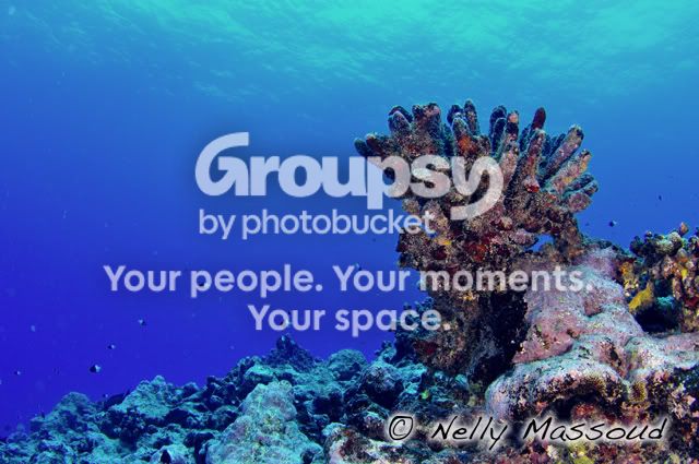 http://i1182.photobucket.com/albums/x449/Miss_Nelly_M/_DSC0165copie.jpg