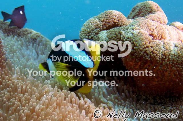 http://i1182.photobucket.com/albums/x449/Miss_Nelly_M/_DSC0171.jpg