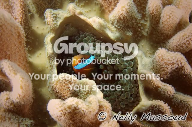 http://i1182.photobucket.com/albums/x449/Miss_Nelly_M/_DSC0195-3.jpg