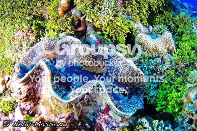http://i1182.photobucket.com/albums/x449/Miss_Nelly_M/_DSC0234.jpg