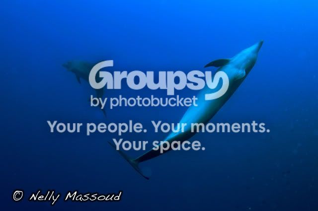 http://i1182.photobucket.com/albums/x449/Miss_Nelly_M/_DSC0243copie.jpg